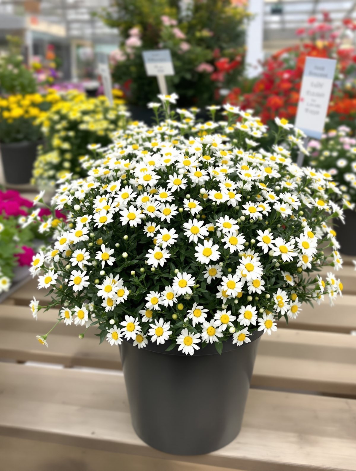 Kissen-Aster ‚Kristina‘