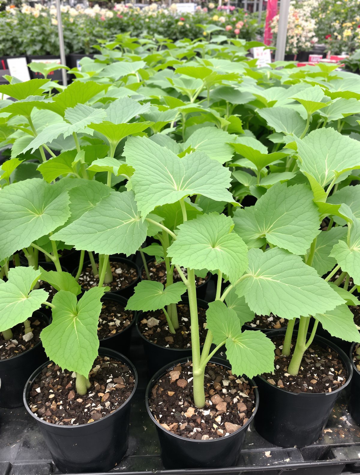 Kürbis-Jungpflanzen in Sorten