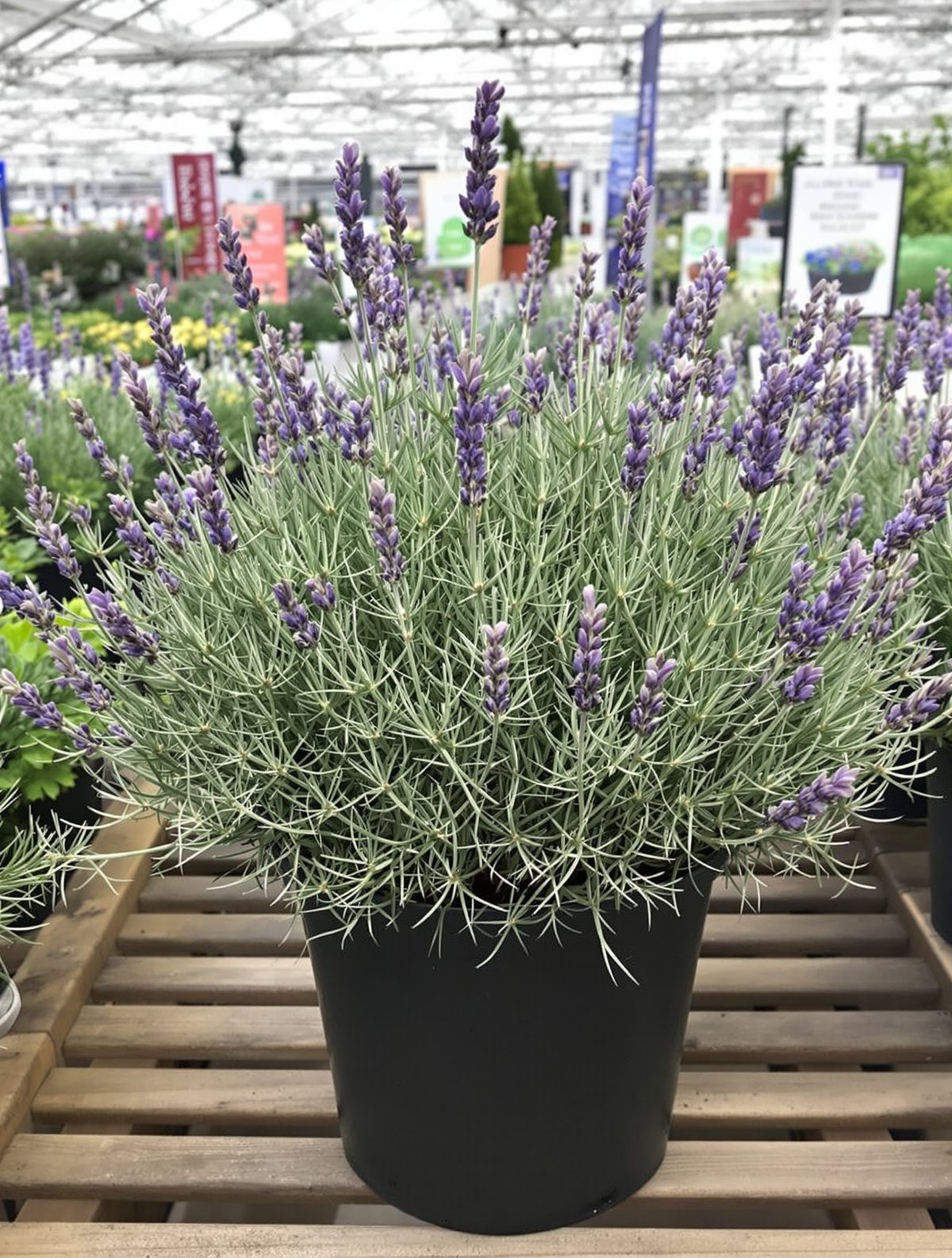 Echter Lavendel ‚Hidcote Blue Strain‘