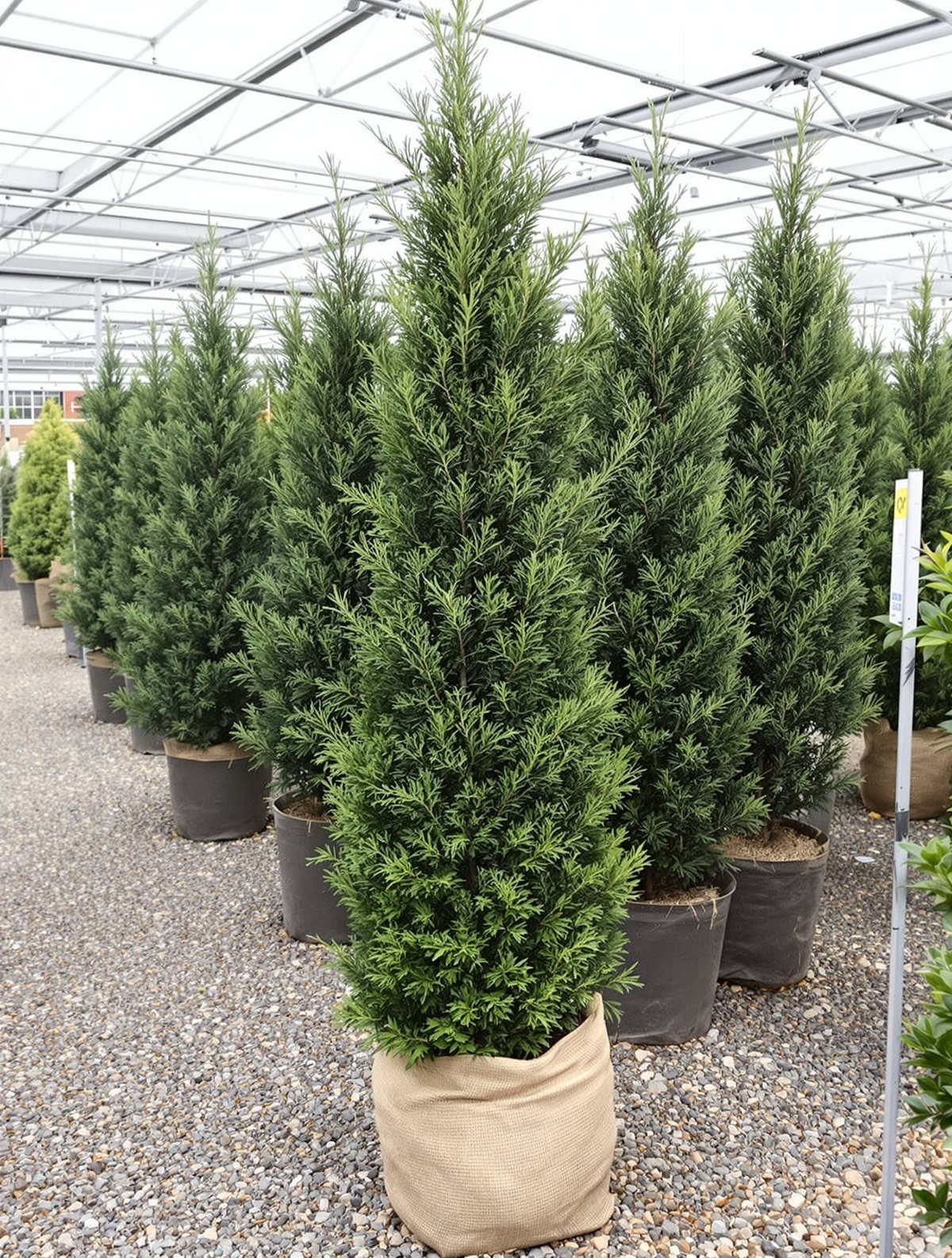 Lebensbaum ‚Smaragd‘