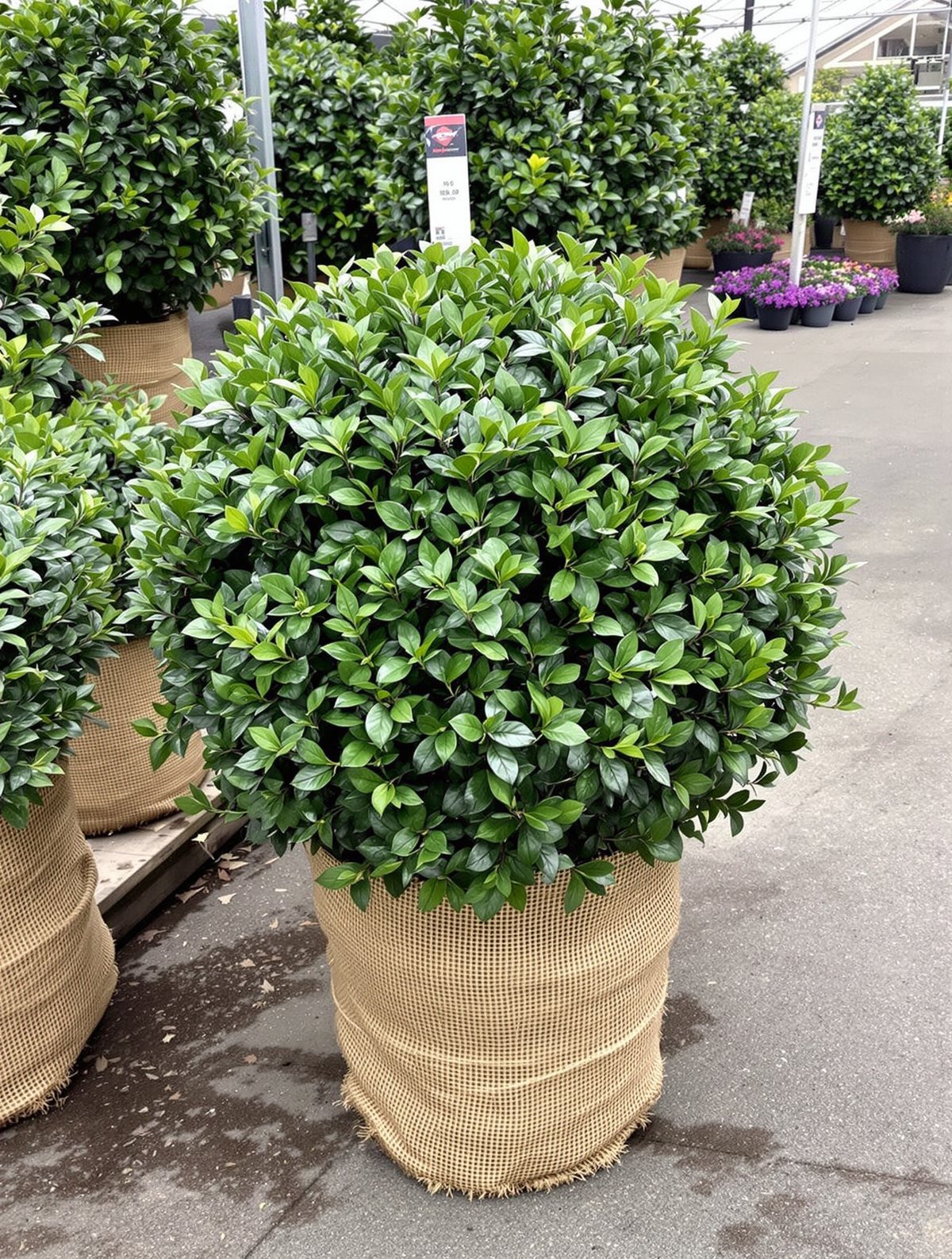 Liguster ‚Atrovirens‘