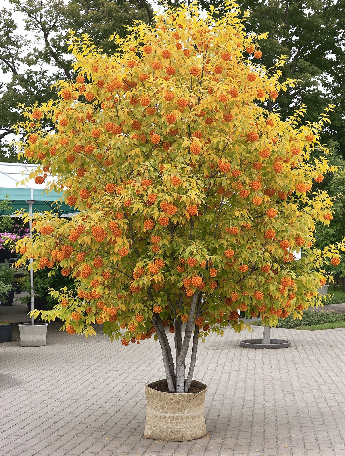 Mährische Eberesche ‚Edulis‘ mehrstämmig