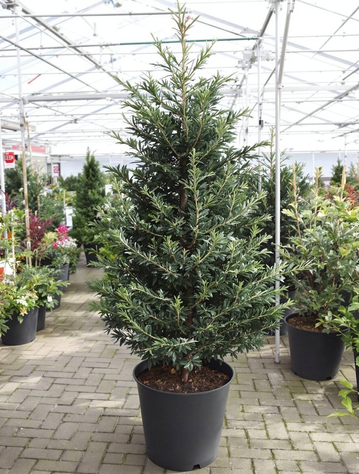 Nordmanntanne im Topf, 80–100 cm
