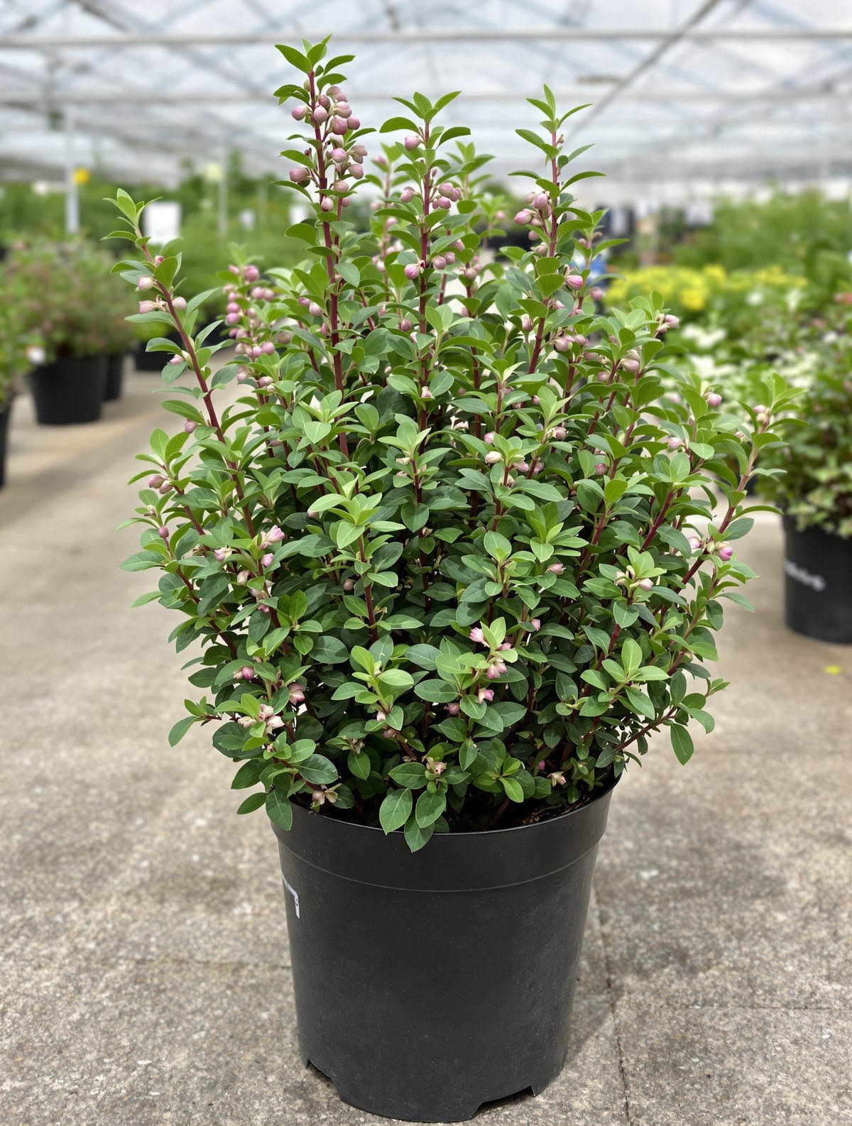 Oregano, Echter Dost