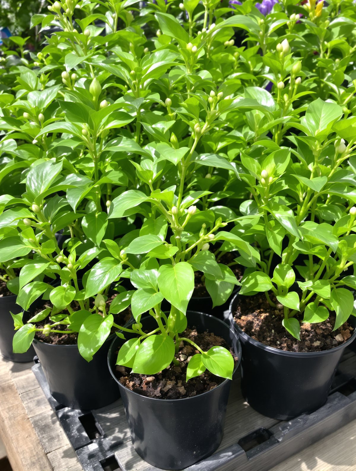 Paprika-Jungpflanzen in Sorten