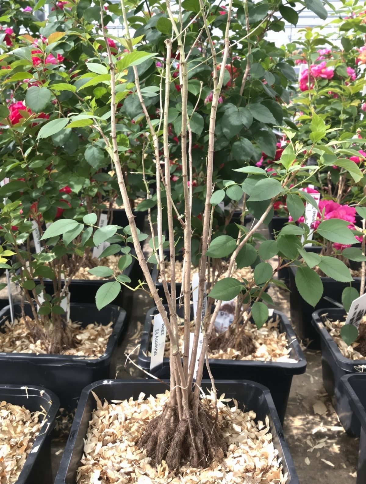 Polyantha-Rose ‚The Fairy‘