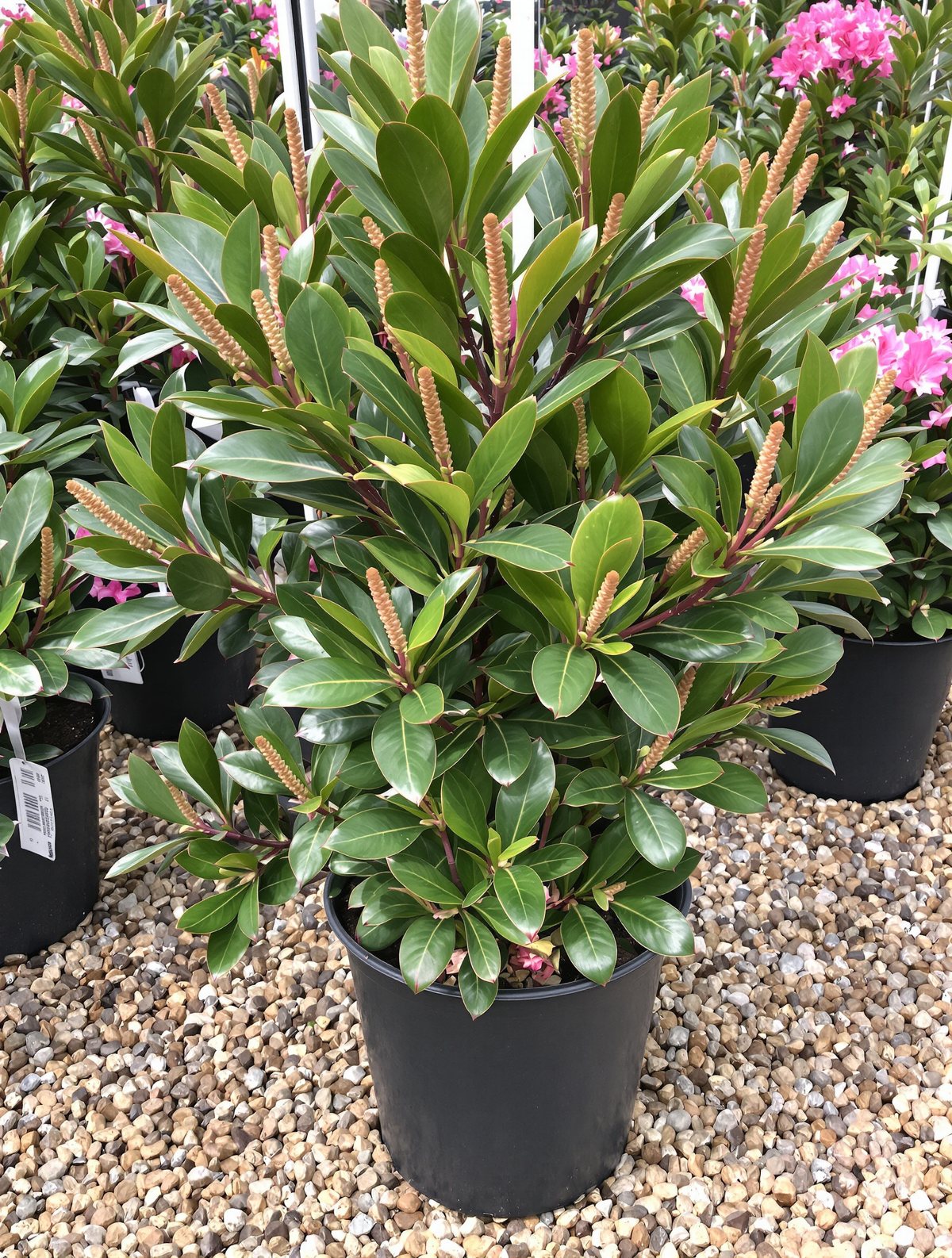 Rhododendron ‚Cunningham’s White‘