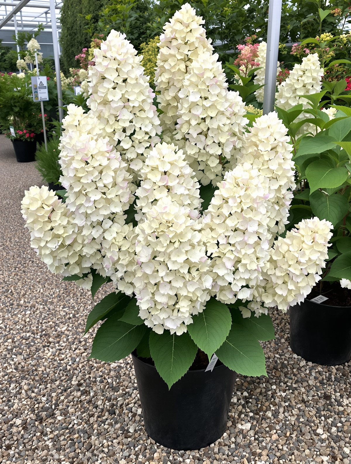 Rispenhortensie ‚Grandiflora‘
