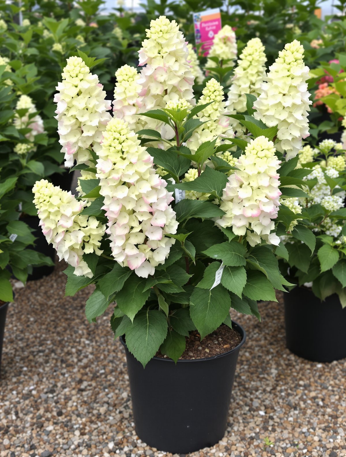 Rispenhortensie ‚Limelight‘
