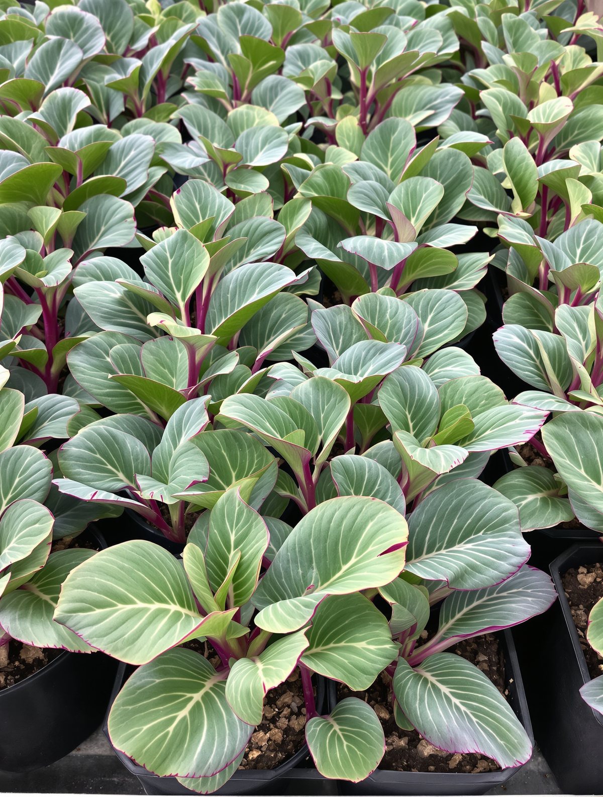Rotkohl-Jungpflanzen in Sorten