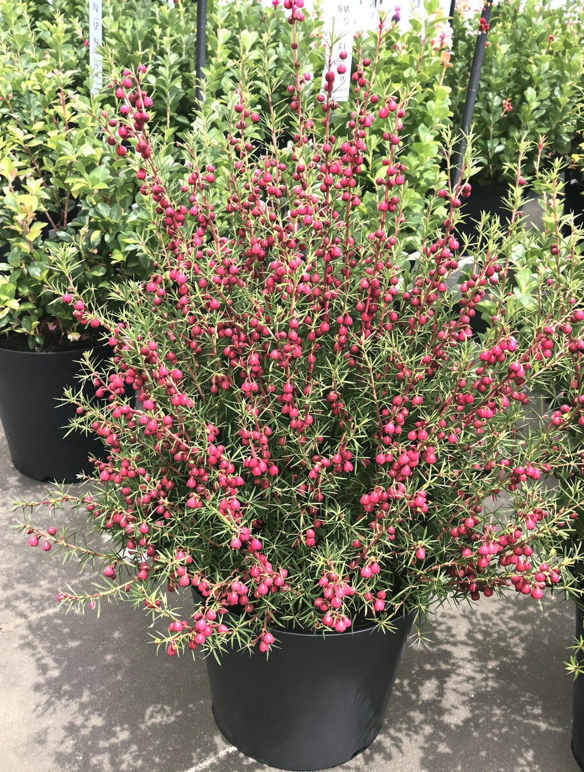 Schneeheide ‚December Red‘