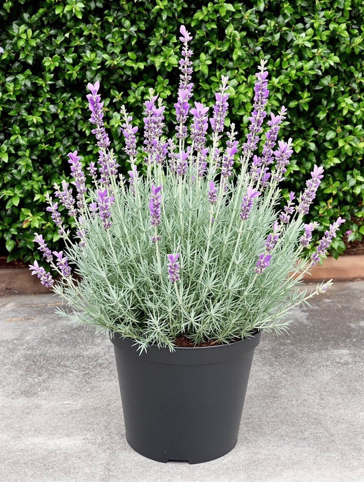 Schopf-Lavendel ‚Little Bee Deep Purple‘