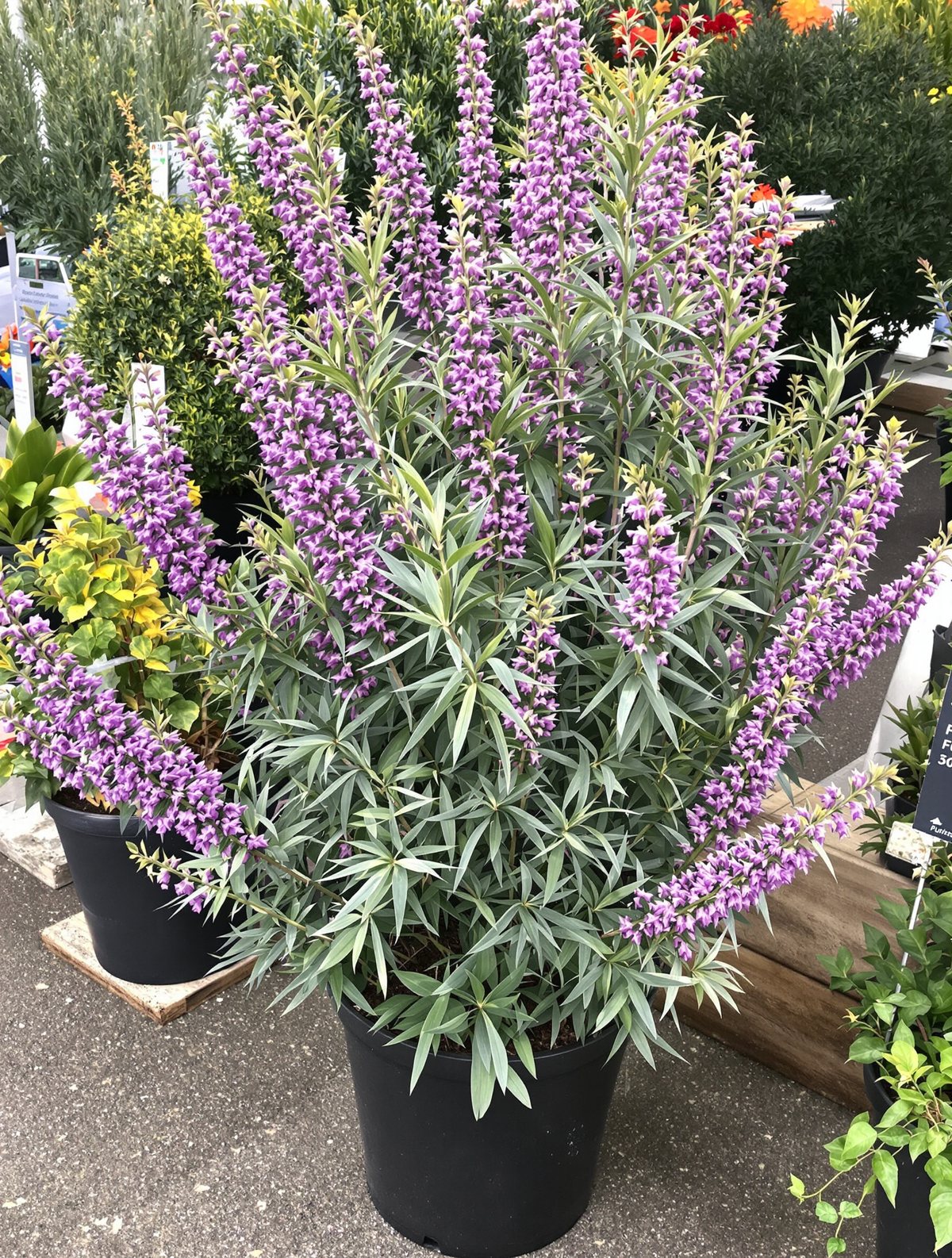 Sommerflieder