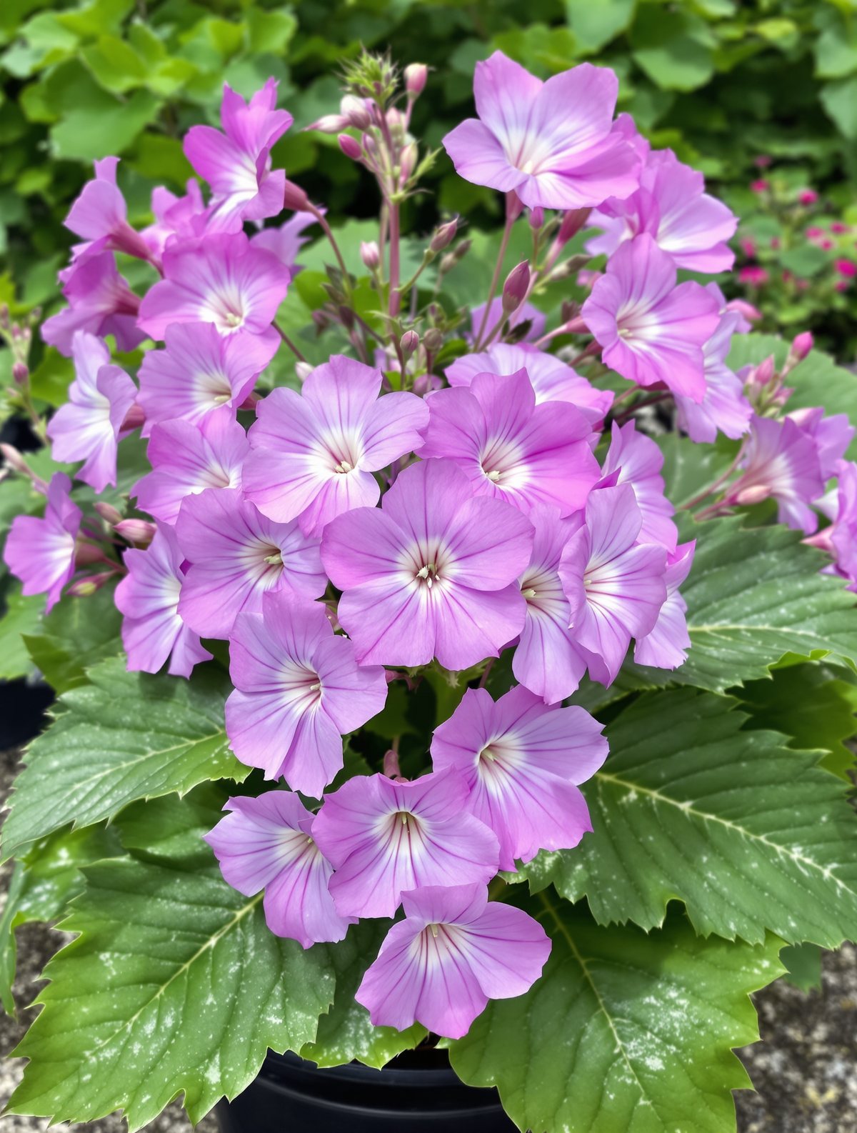 Storchschnabel ‚Rozanne‘