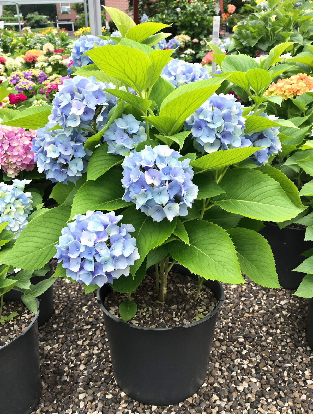 Tellerhortensie ‚Blaumeise‘