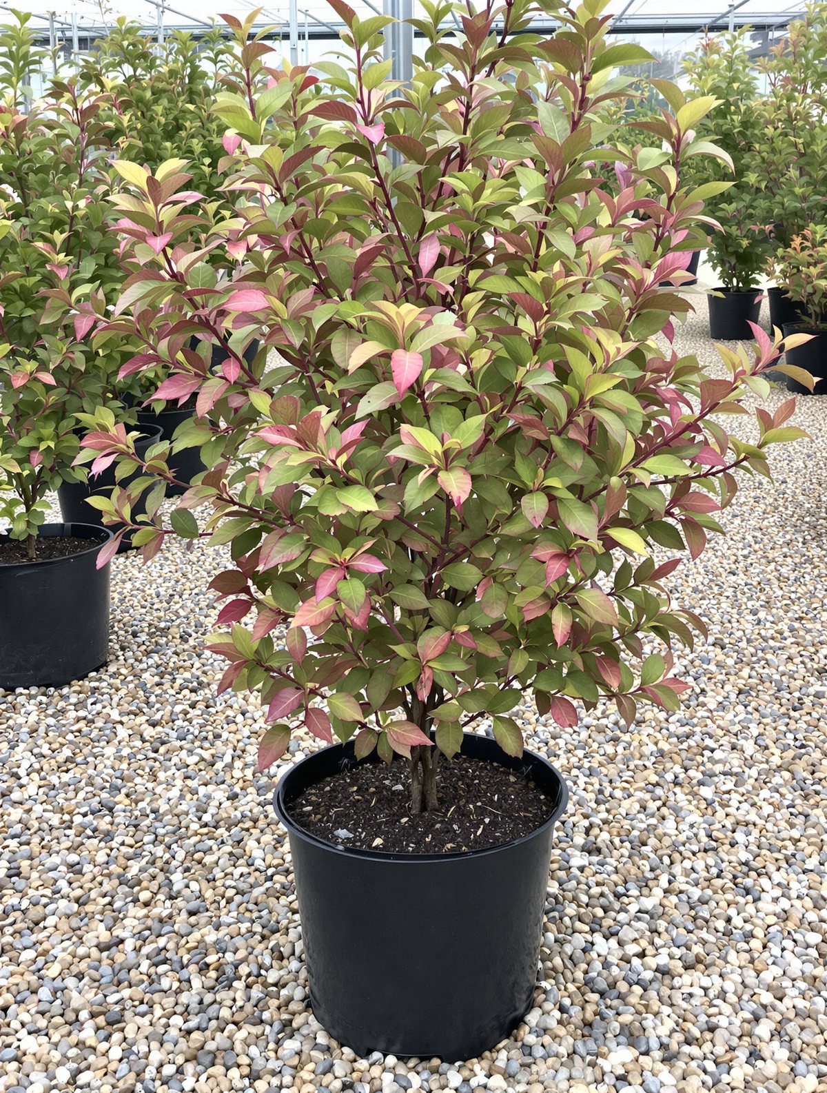 Weigelie ‚Bristol Ruby‘