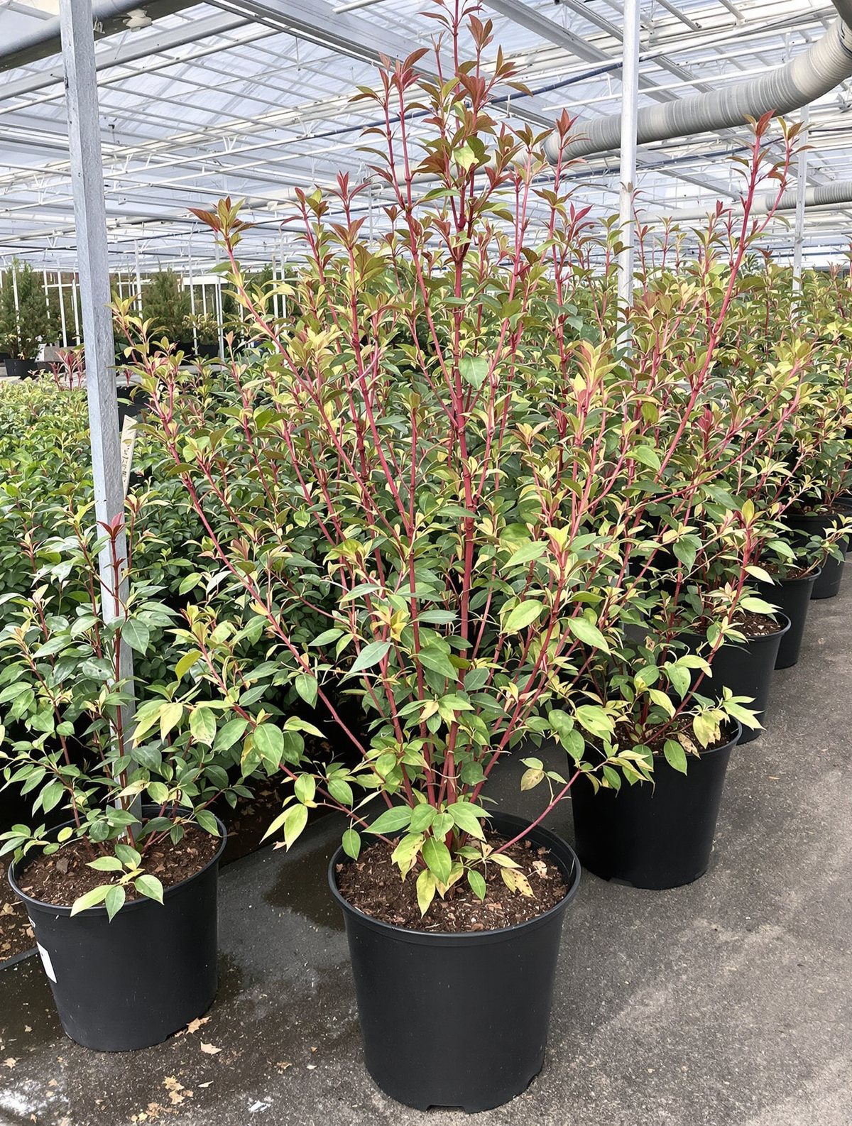 Weißer Hartriegel ‚Sibirica‘