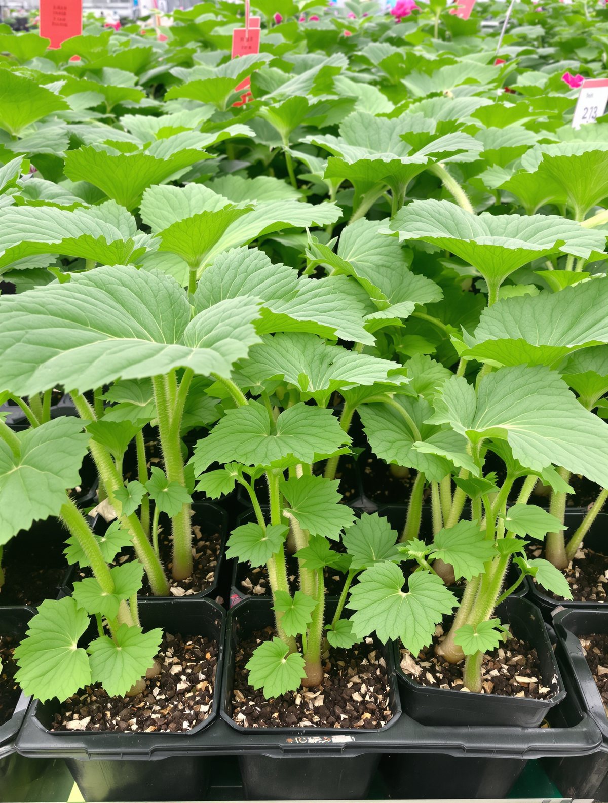 Zucchini-Jungpflanzen in Sorten