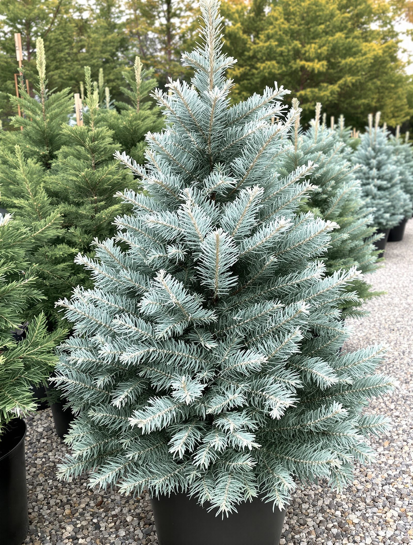 junge Blaufichte mit silberblauen Nadeln im Topf