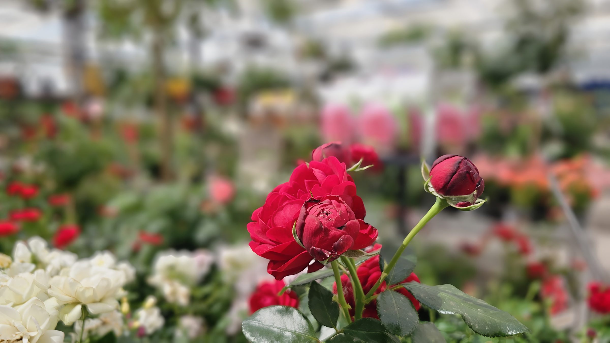 Rote, gefüllte Rosen im Container, dahinter weiße Rosen auf der Verkaufsfläche